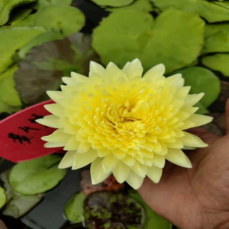 进口热带睡莲稀有品种合集-水池塘鱼缸盆栽种植水生植物花卉