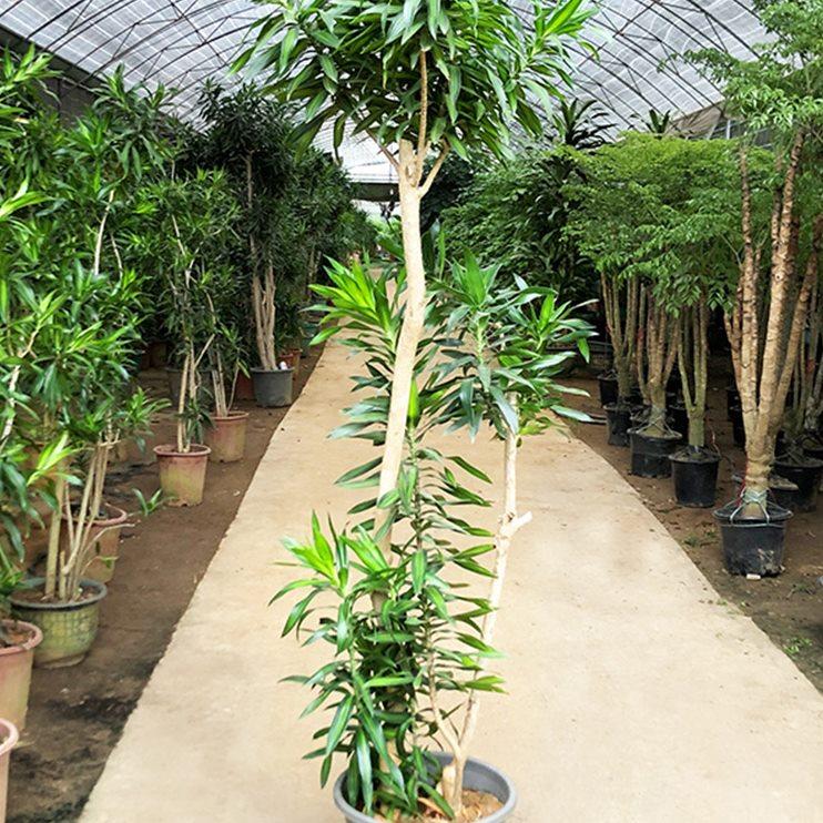 百合竹大盆栽大型老桩真绿植室内客厅办公室小苗金心金边造型植物