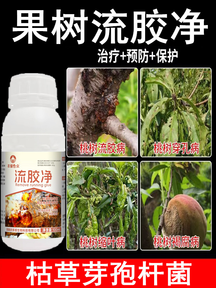 流胶净果树流胶病专用药治桃树柑橘溃疡病专用药防腐烂番茄杀菌剂