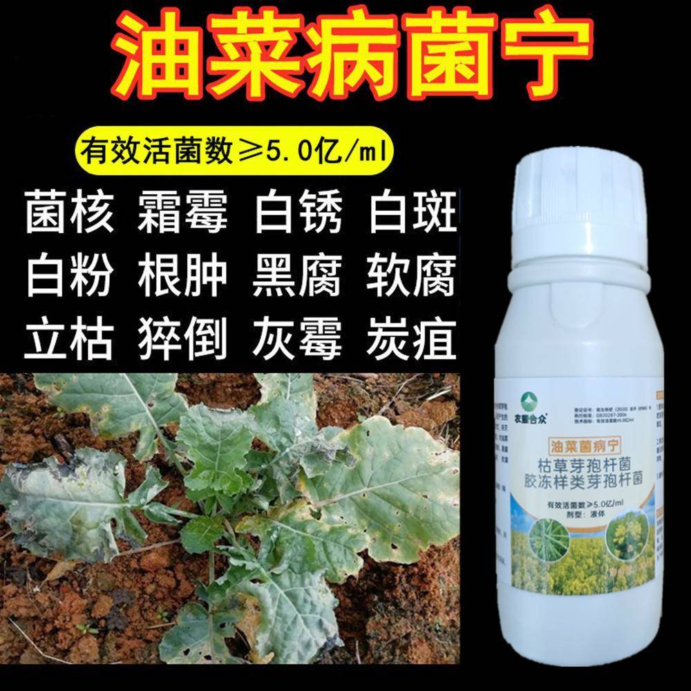 油菜菌核病专用药 油菜菌核病霜霉根腐病猝倒病防病药 油菜病菌清
