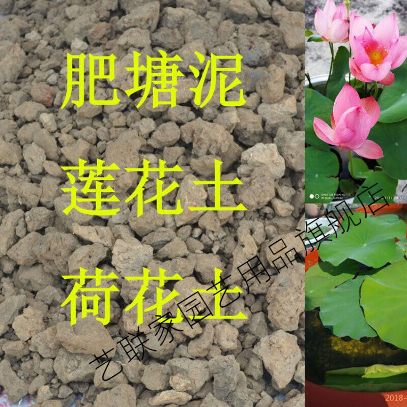 河塘淤泥塘泥碗莲睡莲荷花土荷塘泥水生花卉植物河泥土水生花卉泥