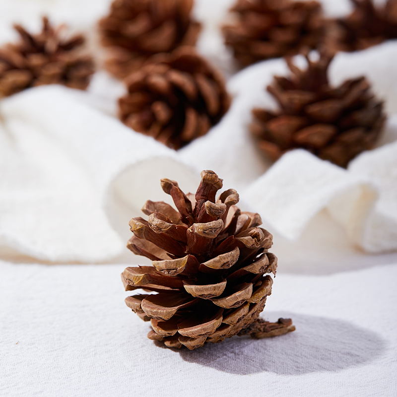 拍照道具ins风松果diy植物小清新