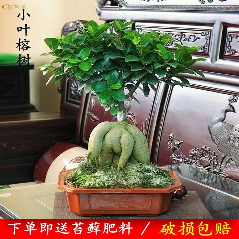 树木盆栽大型 价格 怎么样 图片