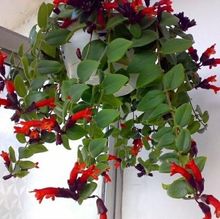 千葉吊蘭植物苗不含盆佛珠垂吊植物水培水養垂吊金魚盆栽多肉珍珠