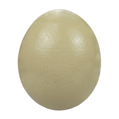 桃李旺新鲜鸵鸟蛋大蛋