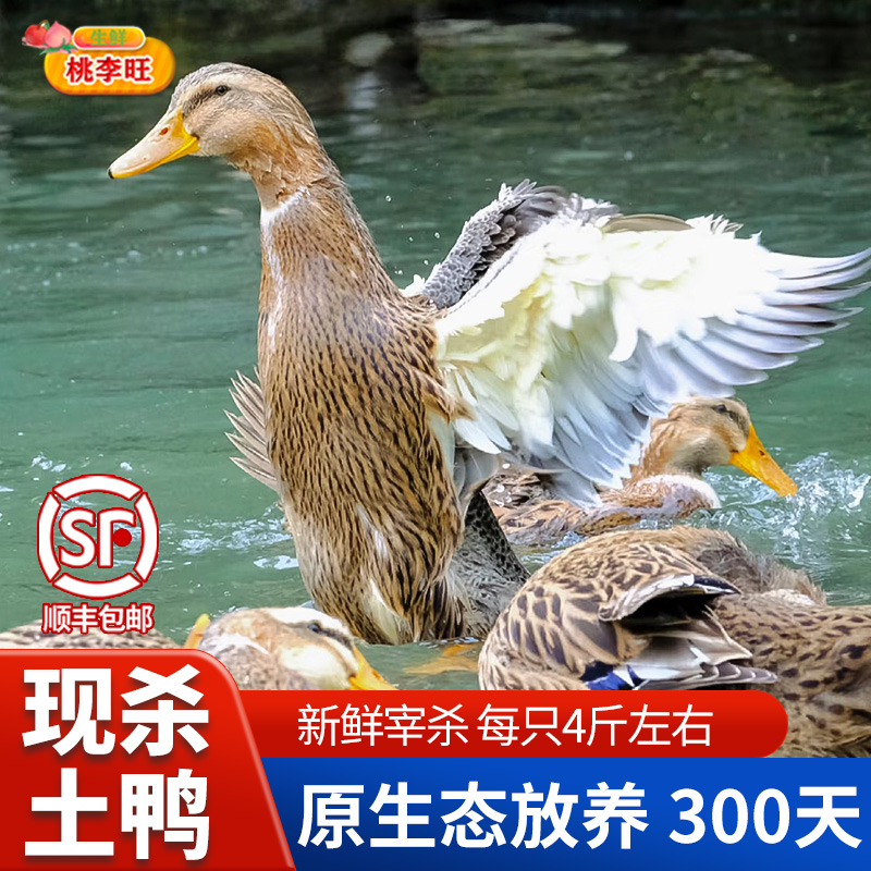 广西正宗农家散养青头鸭土鸭