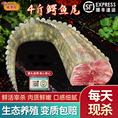 鳄鱼尾，活杀正宗鳄鱼肉，暹罗鳄