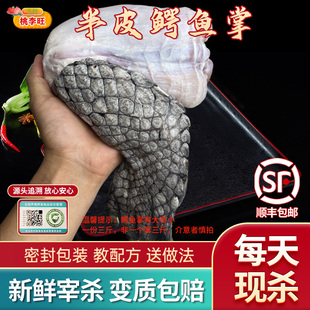 半皮鳄鱼掌肉 活杀整只鳄鱼生鲜肉新鲜鳄鱼掌 鲜活宰杀3斤鳄鱼腿