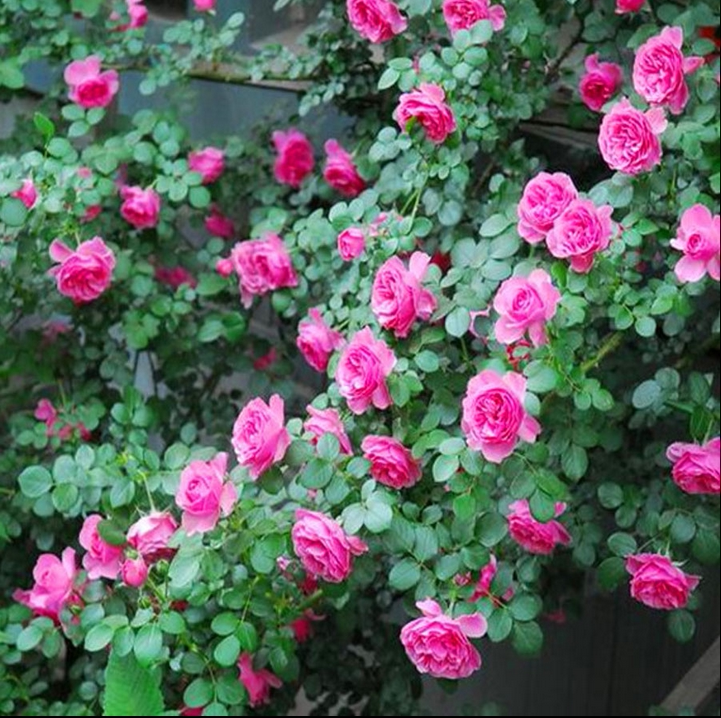 欧洲月季藤本花苗粉色达芬奇粉达带花苞四季开花阳台庭院盆栽绿植