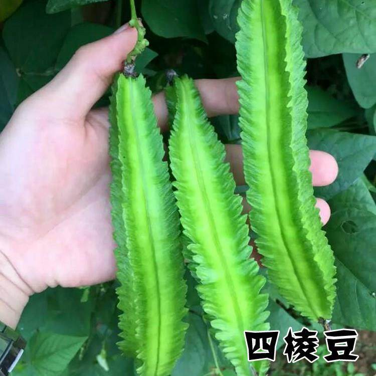 四棱豆种 四棱豆苗 四角豆子皇帝豆香龙豆 四季盆栽菜阳台种植