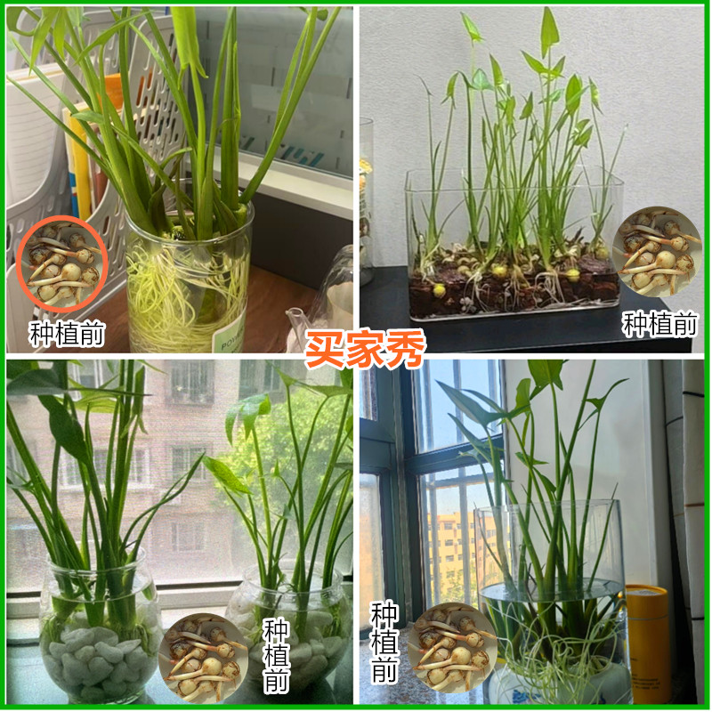 慈姑根种苗茨菇挺水水草水族装饰净化鱼缸植物阳台燕尾草慈菇种球