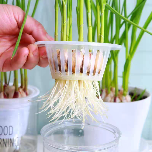 幼儿园小学生作业水培大蒜苗diy室内水草鱼缸植物蓝儿童观察日记