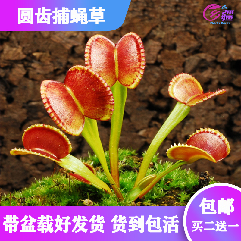 圆齿捕蝇草食虫植物绿植盆栽