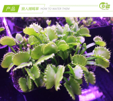 насекомоядное растение 基地直销【狼人捕蝇草】食虫植物猪笼草驱蚊草多肉趣味绿植盆栽