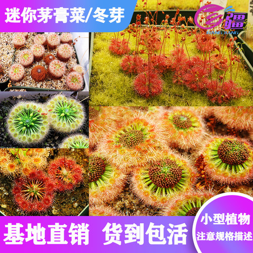 基地茅膏菜春夏季窗台