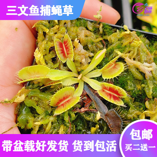 【三文鱼捕蝇草】食虫植物 稀有缺色品种 趣味绿植盆栽 包邮