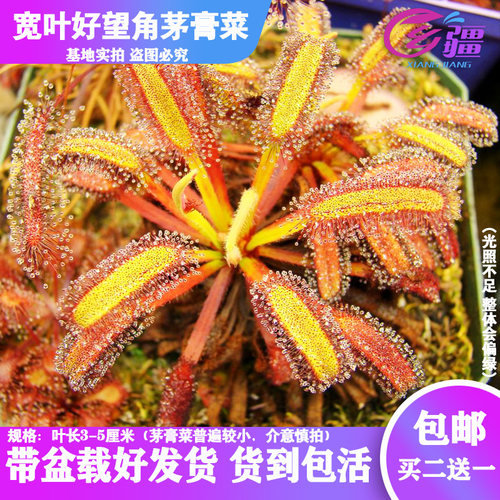 宽叶好望角茅膏菜食虫植物捕蝇草