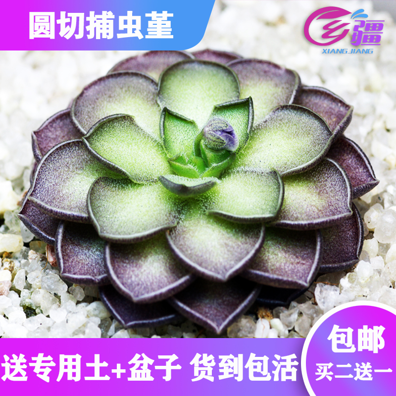 基地直销【圆切捕虫堇】食虫植物驱蚊草捕虫草趣味多肉绿植盆栽