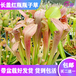 rubra 长盖红瓶瓶子草S.rubra 进口稀有品种 食虫植物