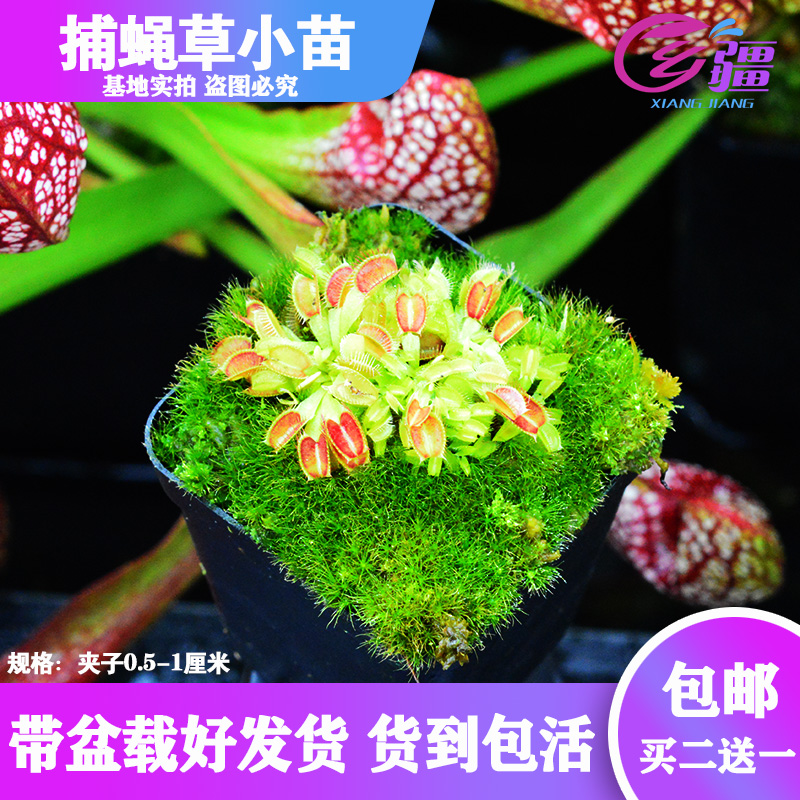直销食虫植物驱蚊草绿植捕虫草