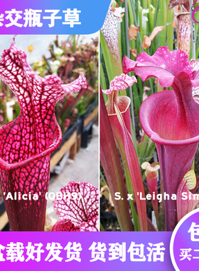 【Alicia X Leigha Simone】杂交瓶子草 食虫植物 趣味绿植盆栽