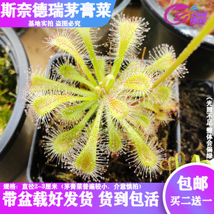 基地直销【斯奈德瑞茅膏菜】食虫植物捕蝇草驱蚊草多肉绿植盆栽