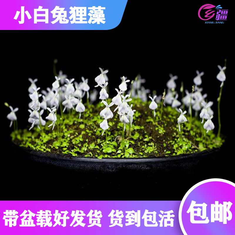 基地直销【小白兔狸藻】食虫植物捕蝇草驱蚊草猪笼草造景绿植盆栽-封面