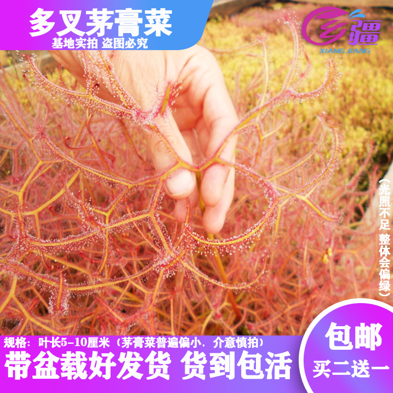 基地直销食虫植物多肉趣味茅膏菜