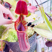 红瓶花唇个体 食虫植物 宝特xTM猪笼草 扦插苗预定