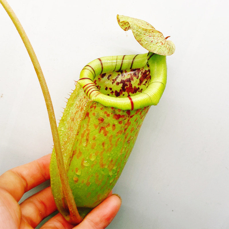食虫植物 斑豹x辛布亚猪笼草 大苗