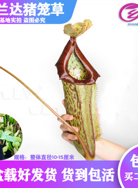 基地直销食虫植物多肉趣味猪笼草