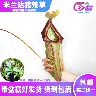 基地直销【米兰达猪笼草】食虫植物捕蝇草驱蚊草多肉趣味绿植盆栽