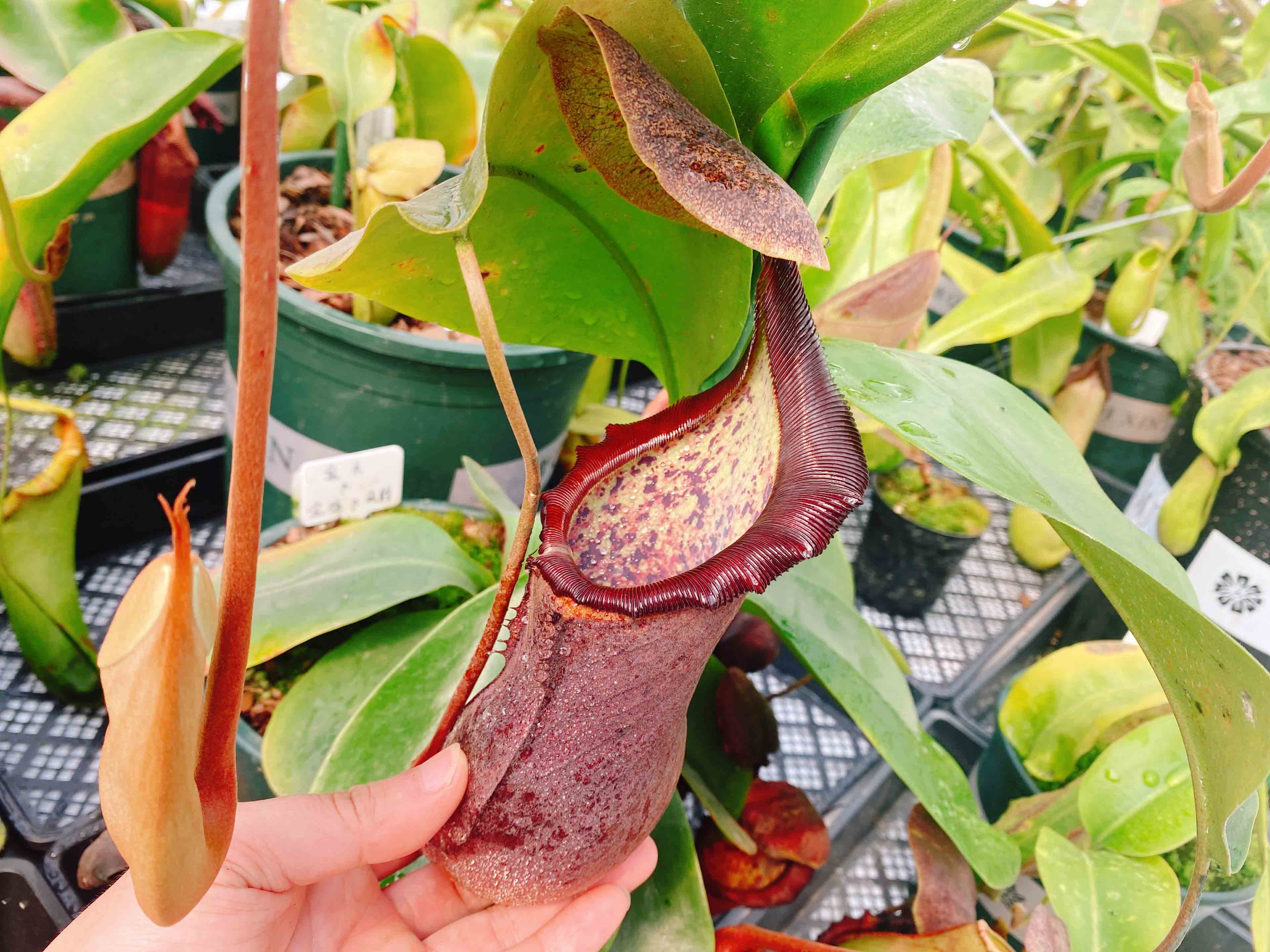 食虫植物猪笼草阳台窗台