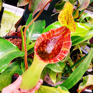 开公花 扦插苗 食虫植物 宝特x劳氏猪笼草