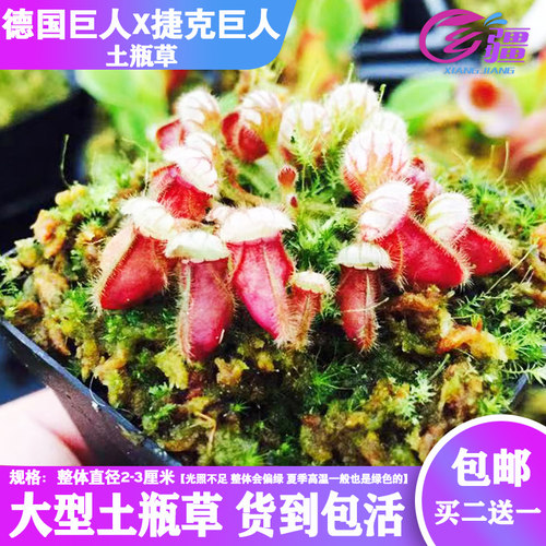 土瓶草德国捷克食虫植物捕蝇草