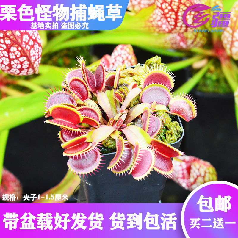 基地直销【栗色怪物捕蝇草】食虫植物猪笼草驱蚊草多肉绿植盆栽