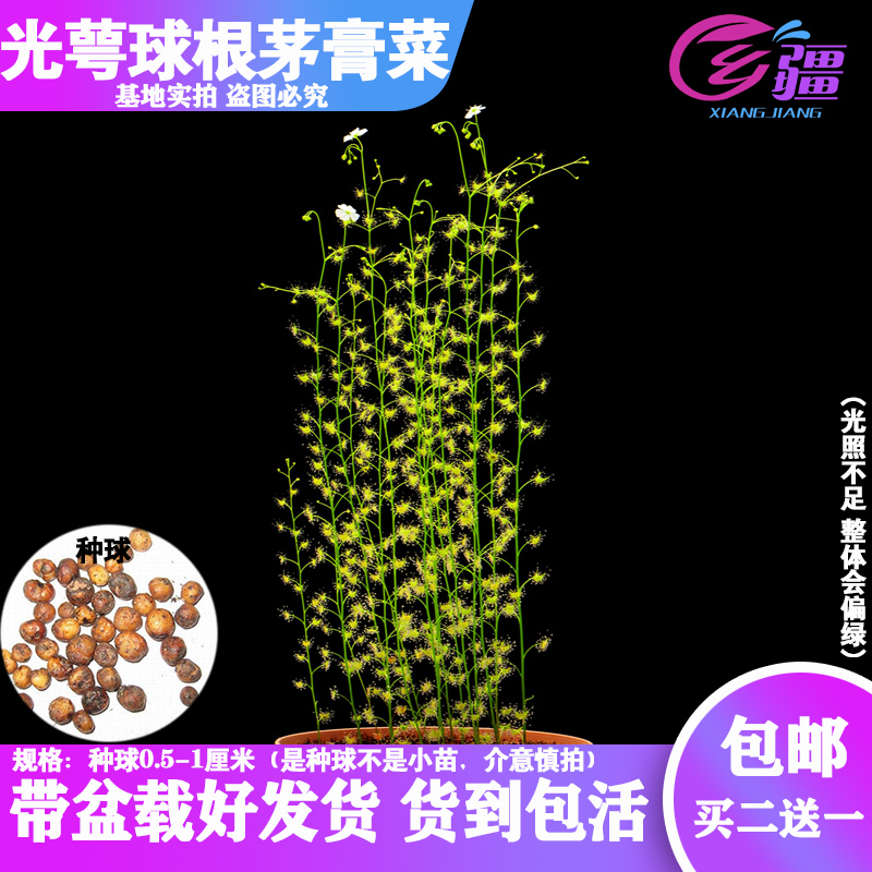 球根茅膏菜植物多肉绿植盆栽