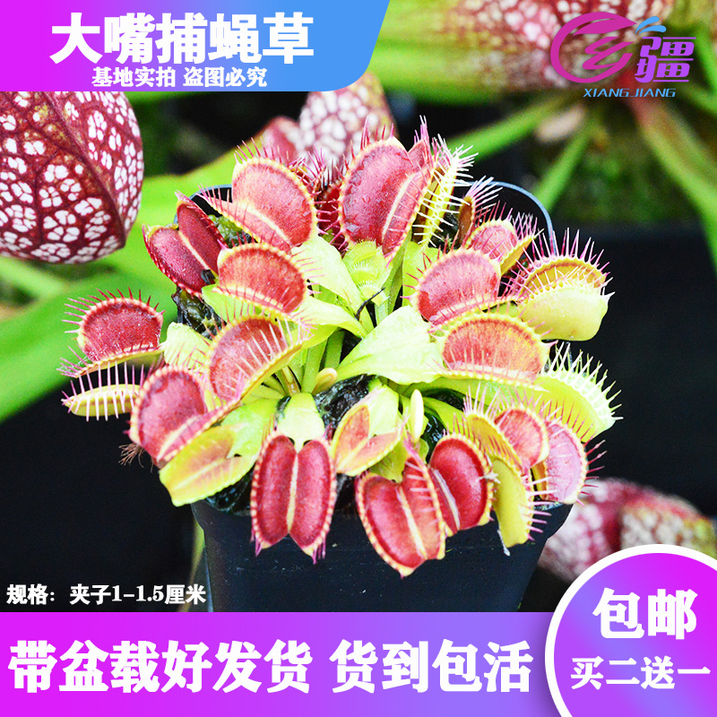 直销大嘴食虫植物猪笼草多肉绿植