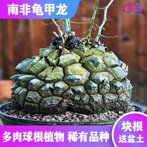绿植基地南非块根种球奇趣植物
