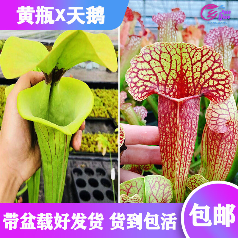 【黄瓶ct2x天鹅瓶子草】食虫植物 杂交瓶子草 实生苗 包邮