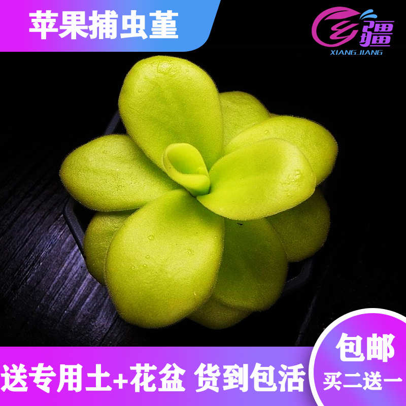 苹果捕虫堇植物多肉绿植盆栽