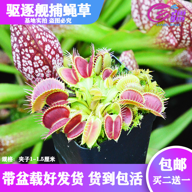 捕蝇草植物猪笼草多肉绿植盆栽