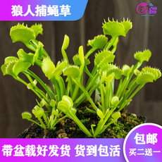 насекомоядное растение 基地直销【狼人捕蝇草】食虫植物猪笼草驱蚊草多肉趣味绿植盆栽