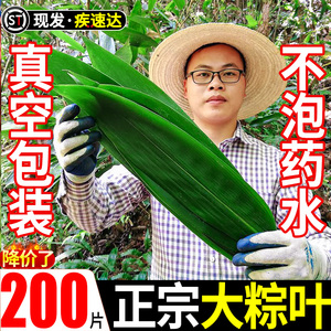 棕叶粽子叶免邮新鲜大号新叶包粽子的叶子端午节商用批干粽叶发大