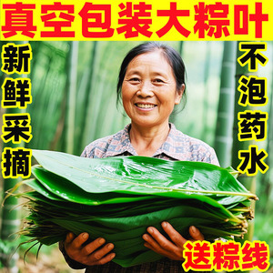 棕叶送棕绳粽子叶新鲜大号新叶包粽子的叶子端午节商用批干叶发大