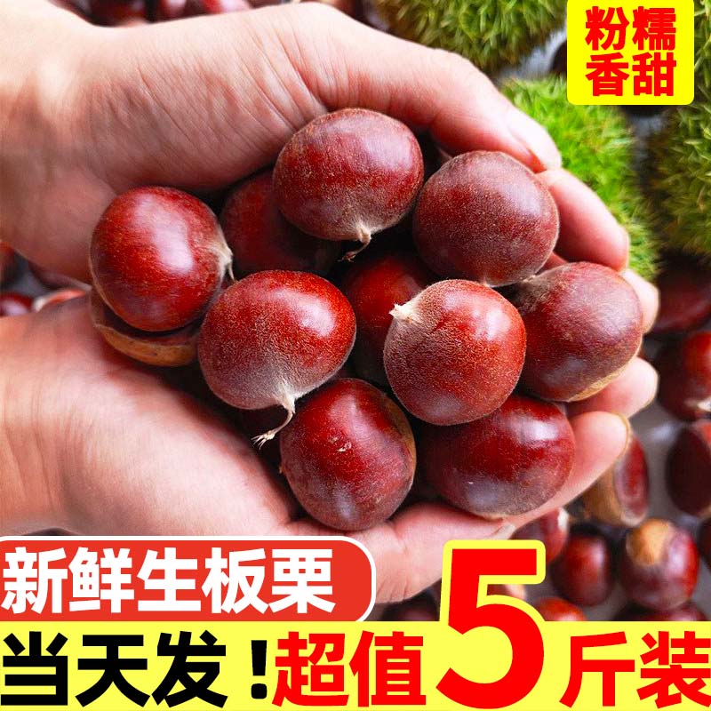 2025新鲜板栗生栗子现摘现发油栗子毛栗子粟子锥栗云南板栗球包邮