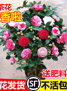 香妃山茶花盆栽带苞五色赤丹