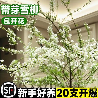 雪柳鲜枝水培盆栽绿萝箩花卉