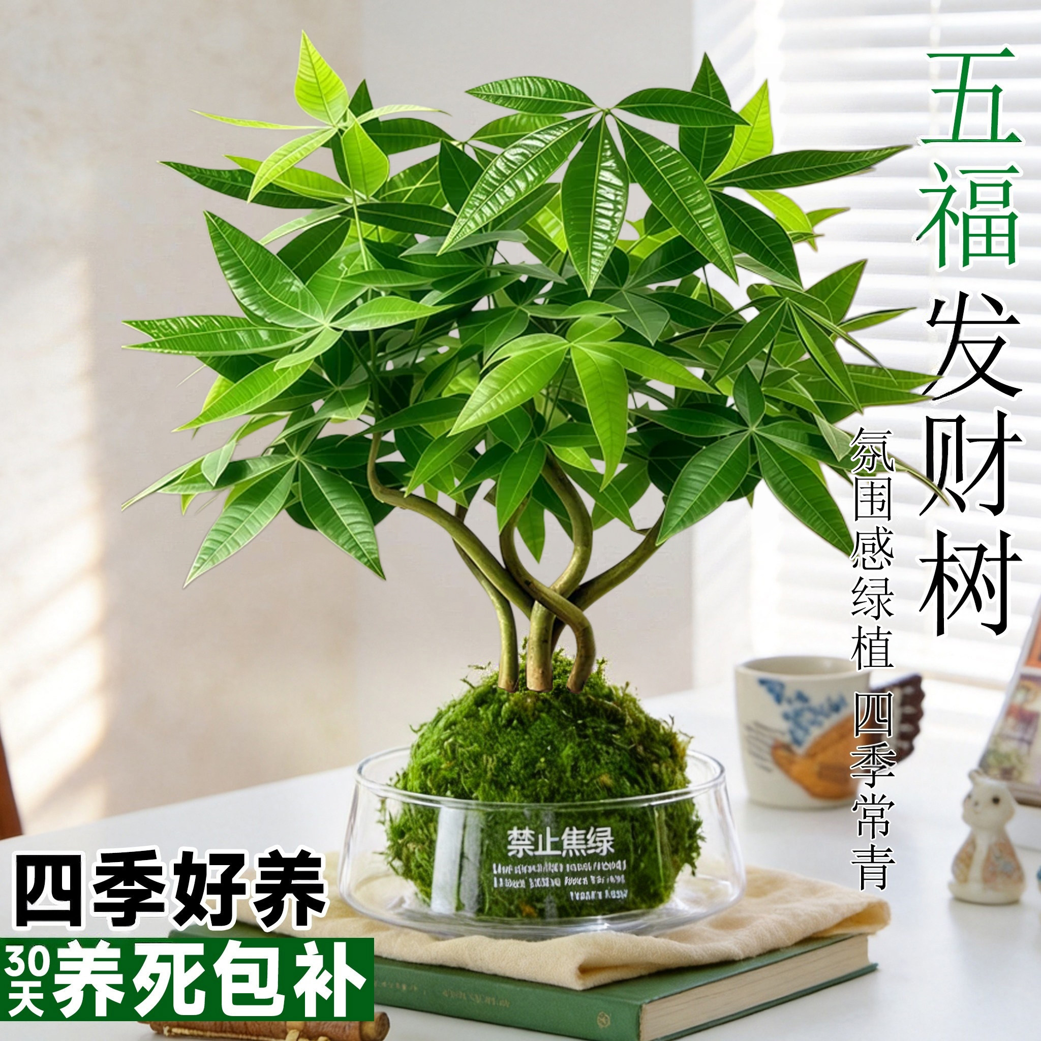 发财树盆栽绿植水培苔藓球