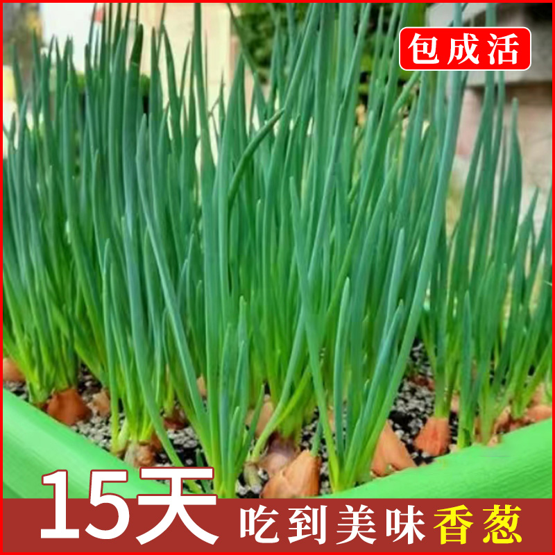 葱种孑四季小香子阳台盆栽红